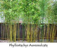 I am in awe of bamboo. 20 Best Bamboo Privacy Screen Ideas Bamboo Privacy Bamboo Bamboo Garden