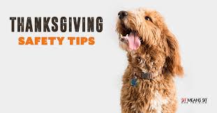 Maybe you would like to learn more about one of these? Thanksgiving Safety Tips For Dogs Sit Means Sit Dog Training