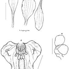 Image result for Liparis odontochilos