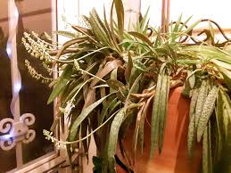 Image result for Ledebouria Unidentified sp. no5.