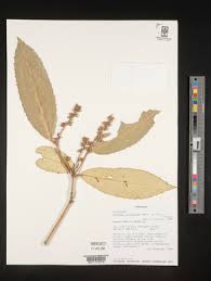 Image result for Rinorea brachypetala
