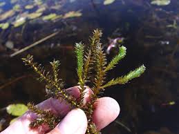 Image result for Elodea