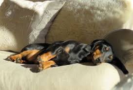 Zuhause vermeidet er es, aufs sofa oder aufs bett zu springen, obwohl er das sonst immer mit vergnügen gemacht hat. Arthrose Beim Hund Jede Menge Infos Und Hilfen Hundefunde