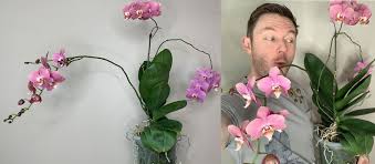Pin On Phalaenopsis Orchid Care