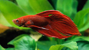 How Long Do Betta Fish Live Some Useful Information