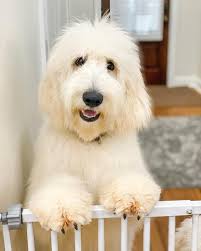 Smeraglia's Teddy Bear Goldendoodles & Schnoodles