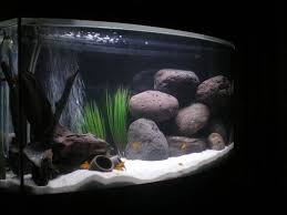 Love How This Person Arranged The Rocks To Create Caves My First Tank Ever Cichlid Aquarium Fish Tank Themes Fish Tank Plants