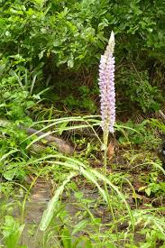 Image result for Uraria picta