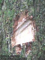 Image result for Petersianthus macrocarpus