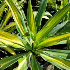 Image result for Beschorneria yuccoides