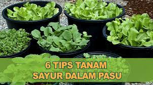 Jenis tanaman yang cocok dalam rumah. Cara Tanam Sayur Dalam Pasu Seperti Botol Plastik Polybag Atau Bekas Lain De Growing Vegetables In Pots Vegetable Garden For Beginners Gardening For Beginners
