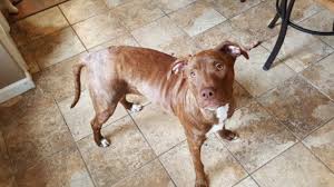 The same way you train any other puppy (or human, for that matter) : Boxer Pitbull Lab Mix Shop For Your Cause