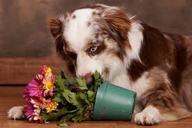 The Most Poisonous Plants To Dogs | Bbc Gardeners World Magazine