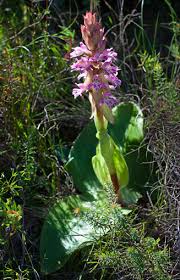 Image result for Satyrium sceptrum