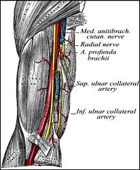 The blood supply to the upper limb (shoulder, arm and hand) starts as the subclavian arteries in the > axillary artery supplies blood, through several small branches, to the axilla, chest wall, shoulder joint. Anatomic Course Of The Brachial Artery In The Upper Arm With Its Major Download Scientific Diagram