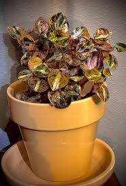 Image result for Mohria vestita