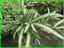 Berikut ini nama latin dan lokalnya : 42 Nama Tanaman Hias Daun Nama Latin Dan Gambarnya Di 2021 Menanam Tanaman Hias Daun Tanaman Dalam Rumah