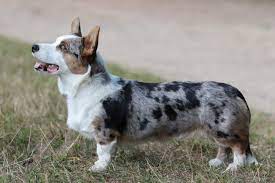 It is one of the oldest breeds of the british isles. Welsh Corgi Cardigan Landesgruppe Hamburg