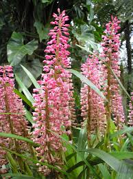 Image result for Lessertia macrostachya