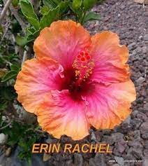 Erin Rachel New Zealand Hibiscus Please Tap And Scroll Down Hibiscus Flowers Hibiscus Flower Beauty