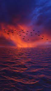 Sea Birds Nature Wallpaper Nature Wallpaper Beautiful Wallpapers Backgrounds Sunset Wallpaper