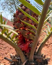 Image result for Encephalartos turneri