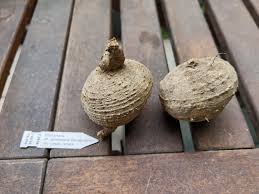 Image result for Trochomeria polymorpha