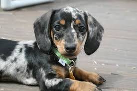 Do You Have A Dapple Dachshund Puppies Dapple Dachshund Dachshund