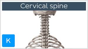 cervical spine anatomy diagram definition human anatomy kenhub