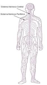 Sistema nervioso periferico diagrama medico del ejemplo del vector con el cerebro medula espinal y nervios ilustracion del vector ilustracion de medico medula 111705560 Sistema Nervioso Monografias Com