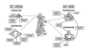 The atlas bone (c1) lies between the cranium (connecting with the condyles of the occipital bone) and the axis vertebrae (c2). Crossfit The Cervical Vertebrae