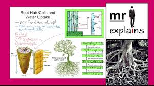 This means that when the root grows, the new cells come from the root meristem. Mr I Explains Root Hair Cells And Water Uptake For Igcse Youtube