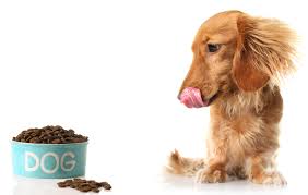 For that reason it's not as well known as other brands, which is a shame as it's a very good food. What S The Best Food To Feed Your Dogs Usa Pet Cover
