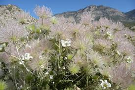 These tough shrubs have aromatic leaves and small, tubular flowers that hummingbirds can't resist. Native Plants For An Arizona Southwest Landscape Watters Garden Center