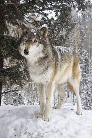 Pin By Helenice Dos Santos On Wolves Wild Dogs Animals Beautiful Wolf Beautiful Wolves