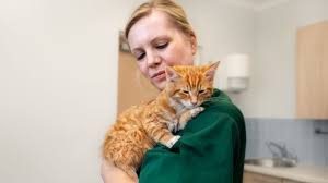 Depending on the country you're travelling from, you might also need to get a. Vaccinating Your Pet Advice Faqs Medivet