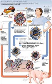 Influenza a virus subtype h5n1. Nieman Guide To Covering Pandemic Flu The Science How Flu Viruses Change
