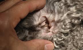 One popular surgery involves making an incision on the underside of the ear, draining the. Examination Of The Ear Clinician S Brief