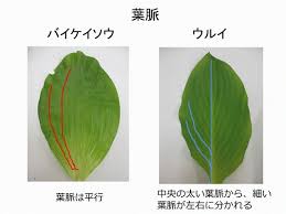 山菜 うるい オオバギボウシ 時期 食べ方 バイケイソウとの見分け方