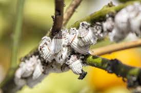 Insects constitute the largest and most diverse group of animals on earth with an equally diverse virome. Common Vineyard Pests Diseases How To Treat Them
