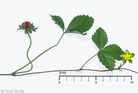 Image result for Duchesnea indica