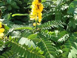 Image result for Senna didymobotrya