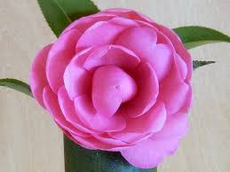 Weblog 「和みの庭」 2011～2016: ツバキ「Tamzin Coull」・「Terrell Weaver」