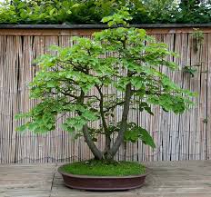Winterlinde Tilia Cordata Bonsai Bonsai Bonsai Pflanzen Und Baume Garten