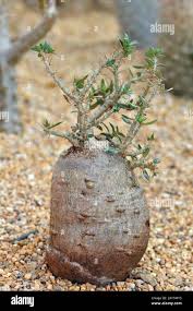 Image result for Fockea angustifolia