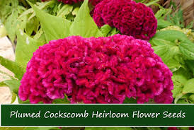 Image result for Celosia argentea