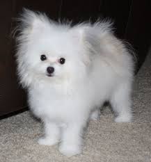 Black And White Maltese Pomeranian Mix Pom X Maltese Mix Maltipom Tiny Dog Breeds Pomeranian Mix Puppies Maltese Puppy