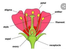 They serve to protect the flower before it blossoms. 8 Name The Part Of A Flower That I Contains An Ovum Ii Contains Male Gametes Iii Is Colorful And Brainly In