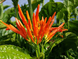 Image result for Justicia striolata