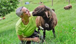 Schafe Halten Und Zuchten Prospecierara